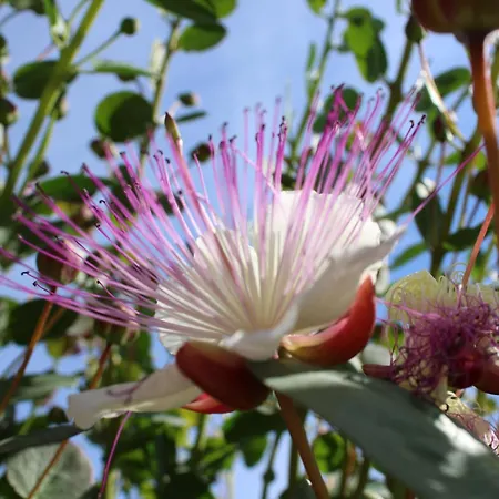 Вилла Aimone Marina Porto