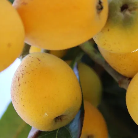 Villa Aimone *